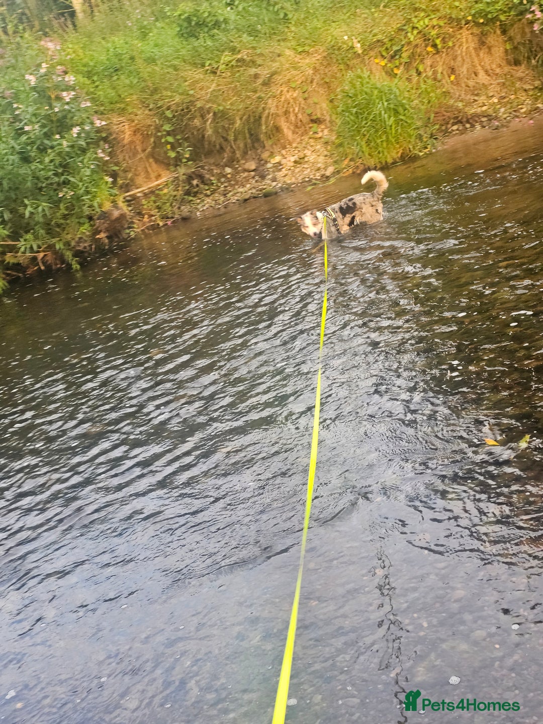 Border Collie dogs for sale: 1 year old tri border collie  - Advert 4