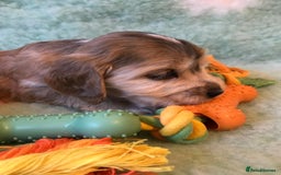Cocker Spaniel dogs for sale: Show Type Health Tested, KC Reg puppies  - Image 31