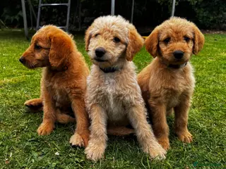 Labradoodle dogs Labradoodle puppies - Advert 6