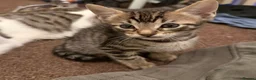 Bengal cats for sale: 2 Stunning Bengal Kittens Left  - Advert 4
