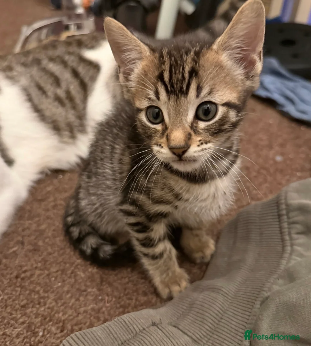 Bengal cats for sale: 2 Stunning Bengal Kittens Left  - Advert 4