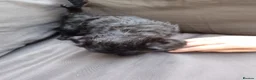 Mixed Breed dogs for sale: Miniature poodle cross puppies for sale  - Advert 19