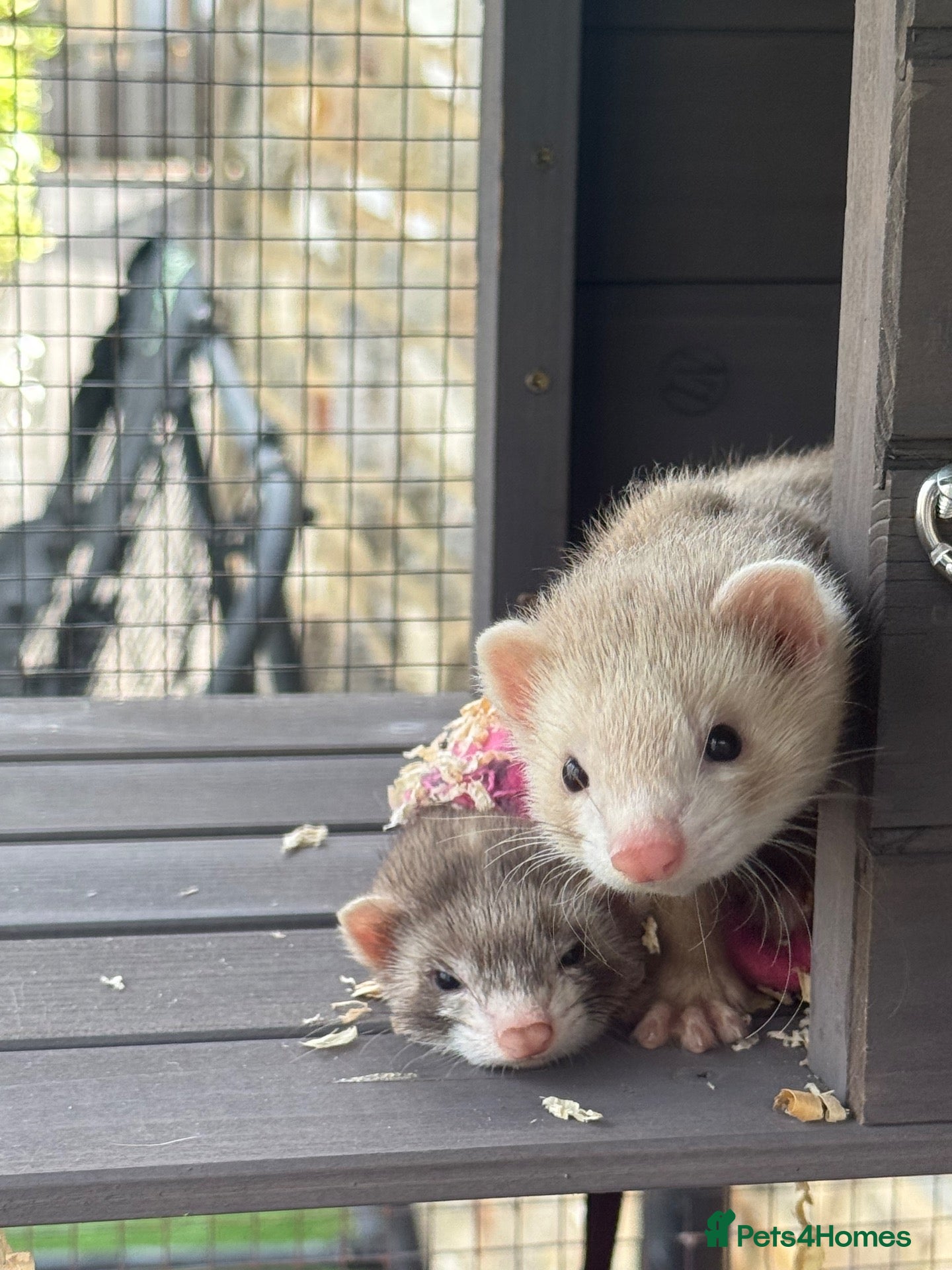 Ferret rodents Ferrets x2 mirco ferretx 1  - Advert 1