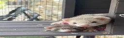 Ferret rodents for sale: Ferrets x2 mirco ferretx 1  in Bristol - Advert 1