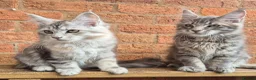 Maine Coon cats for sale: 2 Beautiful Maine coon kittens - Advert 3