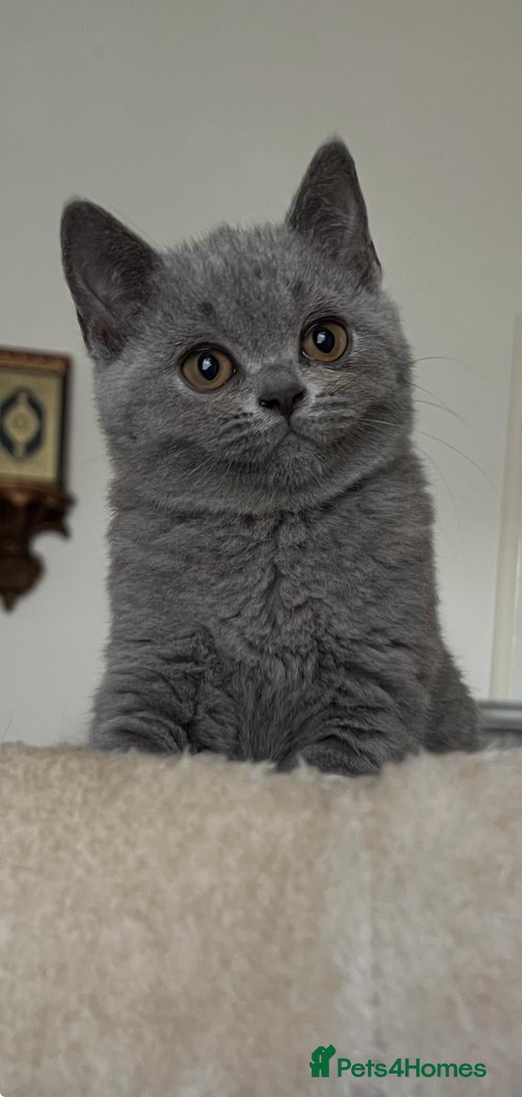 British Shorthair cats  3 blue Britishshorthair kittens girls for sale  - Advert 1
