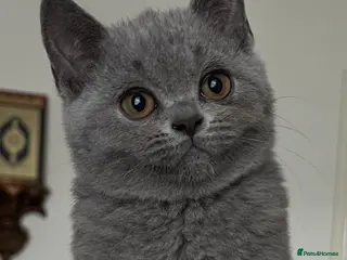 British Shorthair cats 3 blue Britishshorthair kittens girls for sale - Advert 3
