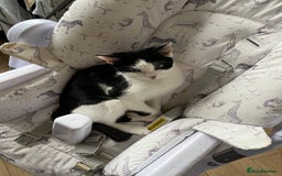 Mixed Breed cats for sale: Rudy Boy  - Image 2