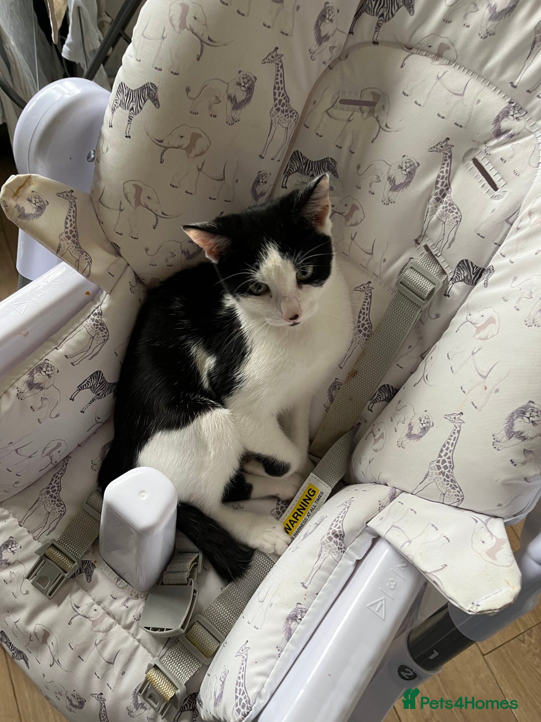 Mixed Breed cats for sale: Rudy Boy  - Image 2