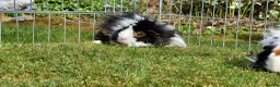 Guinea Pig rodents for sale: Female Guinea Pig - Advert 2