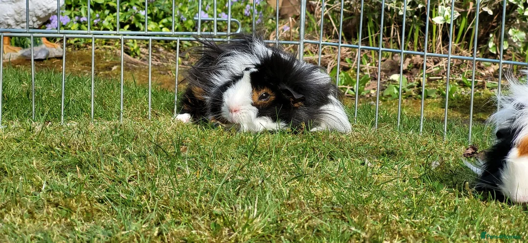Guinea Pig rodents for sale: Female Guinea Pig - Advert 2