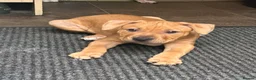 Mixed Breed dogs for sale: 10 week old pups  in Halifax - Advert 5