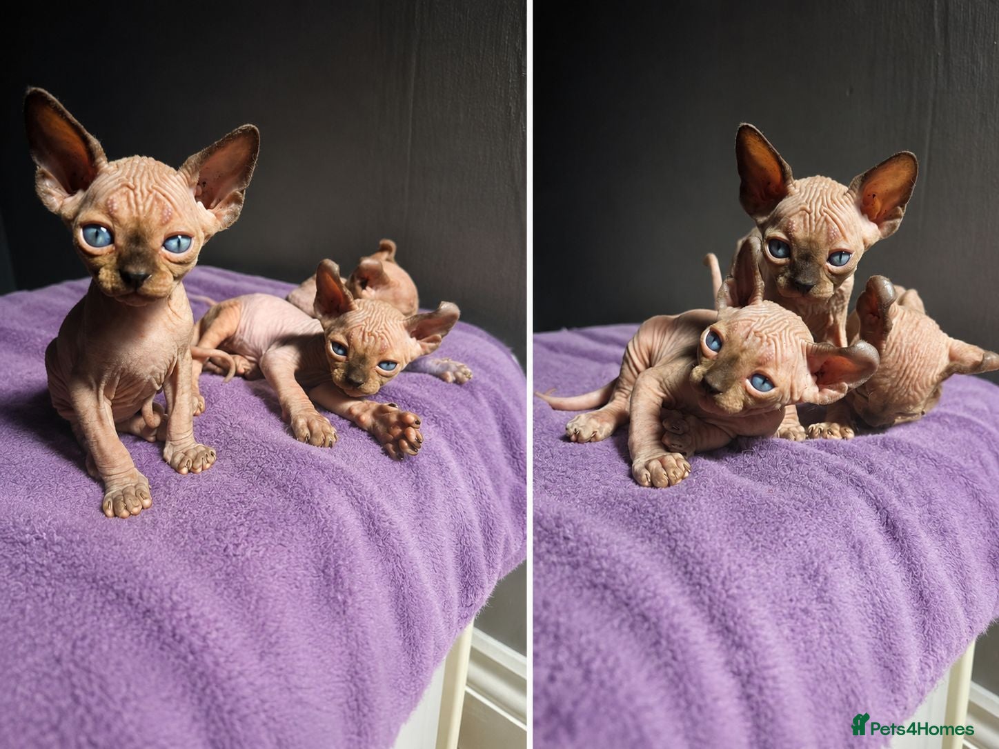 Sphynx cats SPHYNX KITTENS 😸 TICA ♥️ TESTED - Advert 2