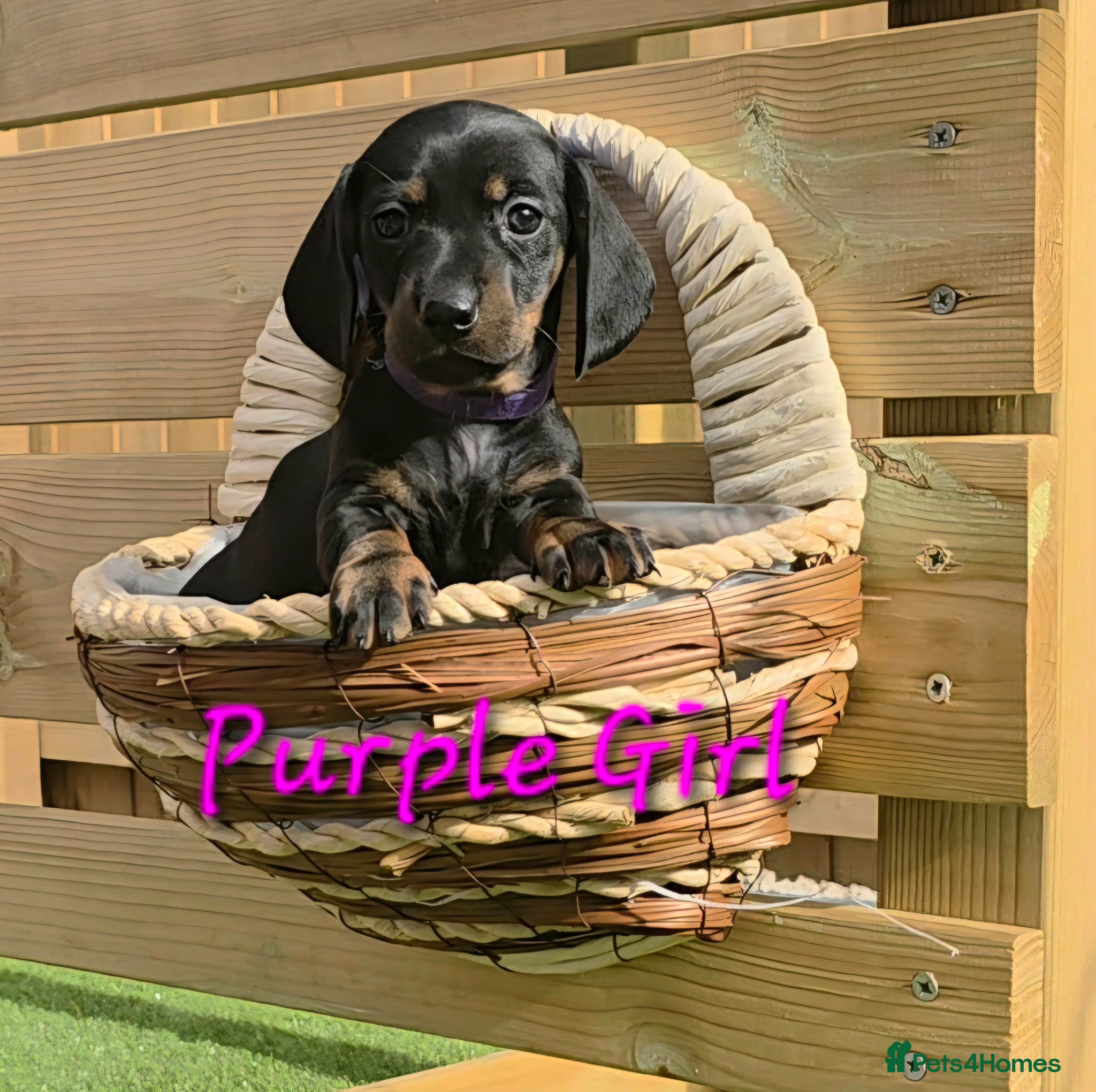 Miniature Dachshund dogs LAST PUP! Miniature Dachshund Puppies 🐶🐾 - Advert 18