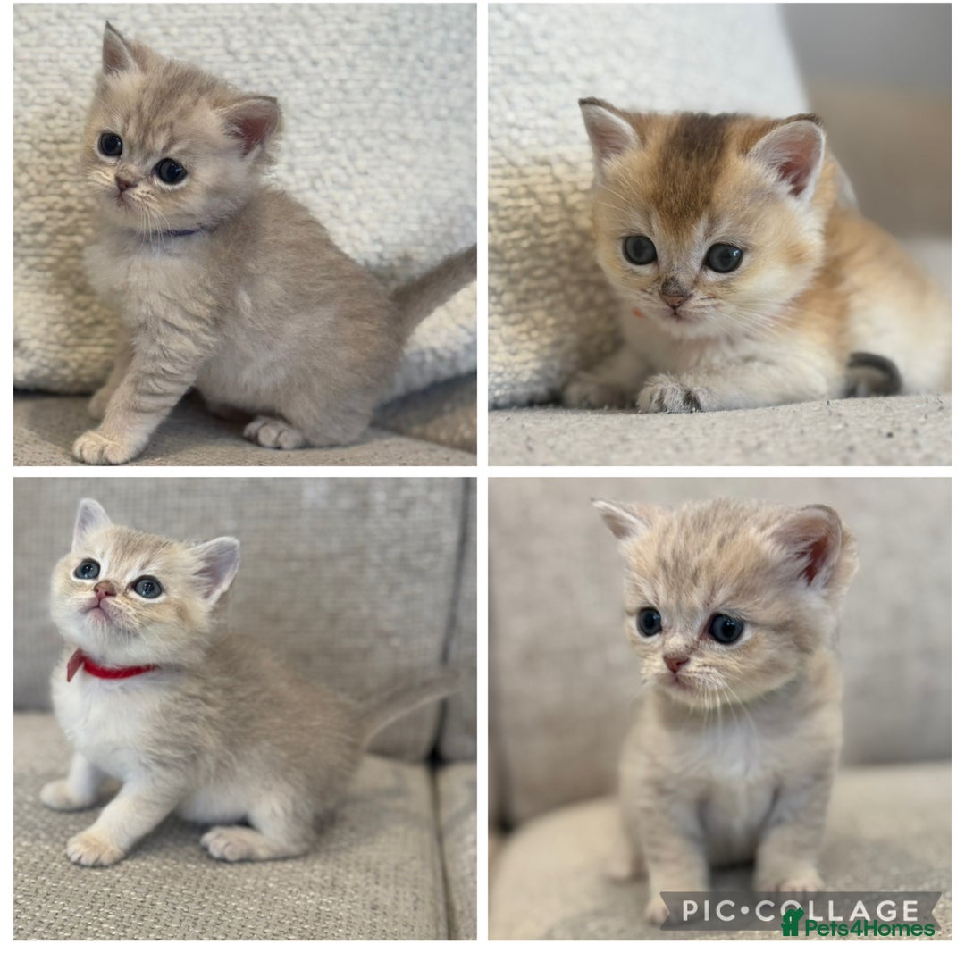 British Shorthair cats for sale: GCCF lilac goldens  - Advert 1