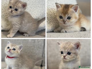 British Shorthair cats GCCF lilac goldens - Advert 1