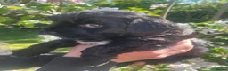 Jackapoo dogs for sale: 🏆Beautiful Jackapoo puppies🏆 1 BOY AND GIRL LEFT - Advert 21