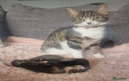 Mixed Breed cats for sale: X3 BEAUTIFUL KITTENs - Advert 1