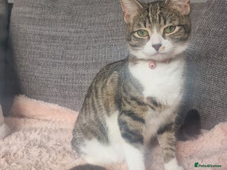 Mixed Breed cats for sale: X3 BEAUTIFUL KITTENs - Advert 1