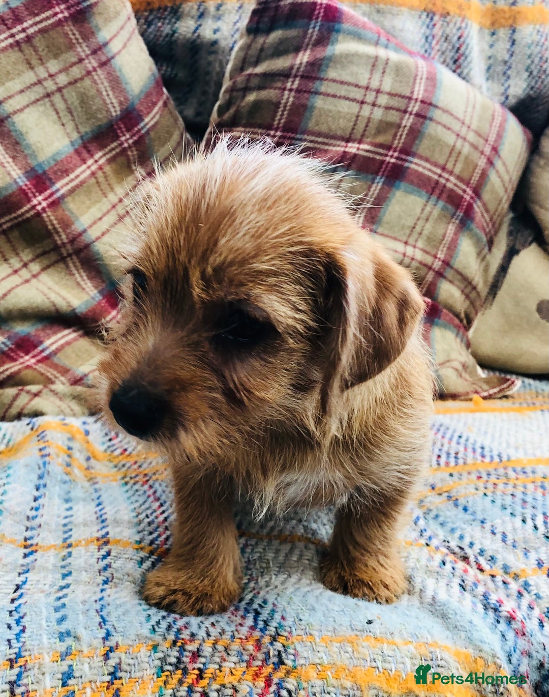 Norfolk Terrier dogs for sale: Stubleywood 3/4 Norfolk puppies - Image 10