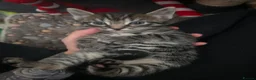 Mixed Breed cats for sale: 3 stunning boy kittens  - Advert 25