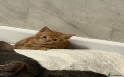 Domestic Shorthair cats for sale: Two beautiful domestic shorthair kittens - Image 5