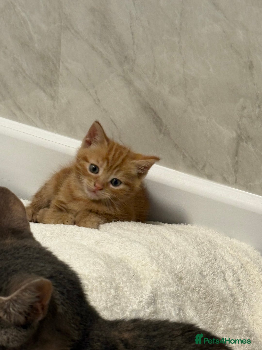Domestic Shorthair cats for sale: Two beautiful domestic shorthair kittens - Image 5