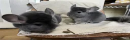 Chinchilla rodents for sale: Male and female violet wrap and grey chinchillas - Advert 3