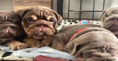 English Bulldog dogs - Advert 10