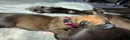 Belgian Shepherd Dog dogs for sale: Health tested dark stable but able Malinois  - Advert 13