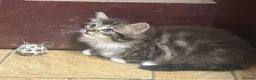 Mixed Breed cats for sale: Beautiful long haired kittens  - Advert 7