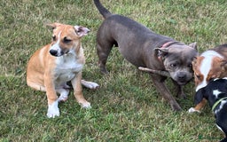 Mixed Breed dogs for sale: Lurcher, Collie X - Image 6