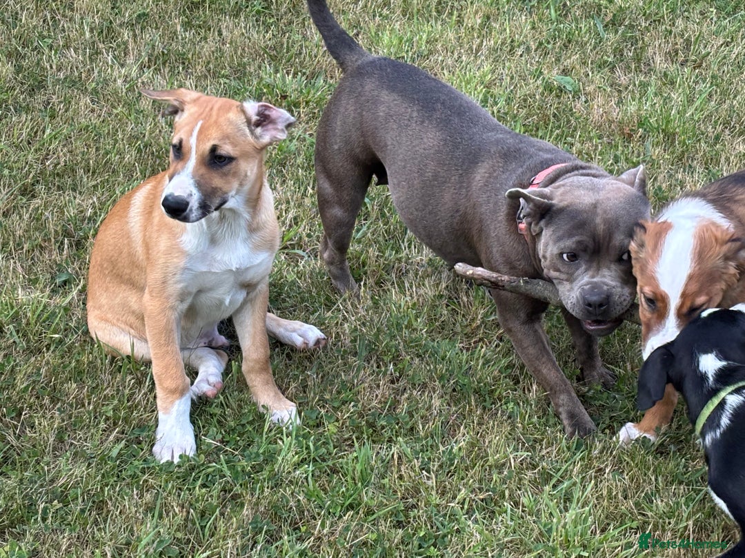 Mixed Breed dogs for sale: Lurcher, Collie X - Image 6