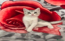 American Shorthair cats for sale: Gorgeous girl!!!🥰 - Image 7