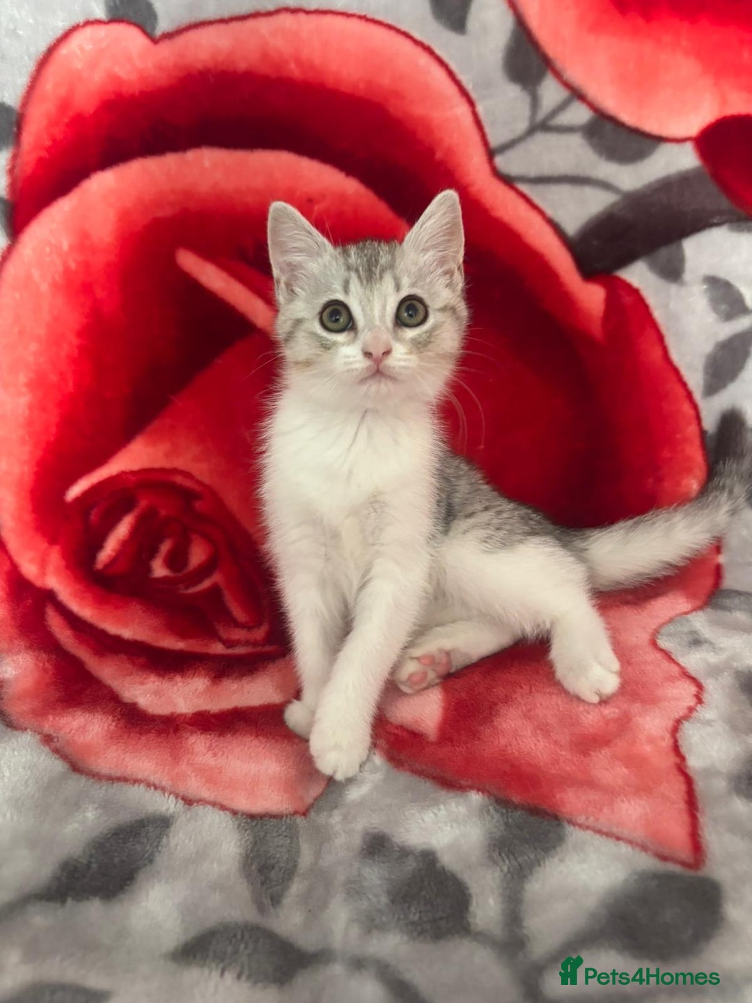 American Shorthair cats for sale: Gorgeous girl!!!🥰 - Image 7