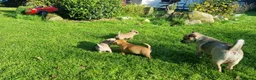 Mixed Breed dogs for sale: Gorgeous little pug mix puppies in Dungannon - Advert 3
