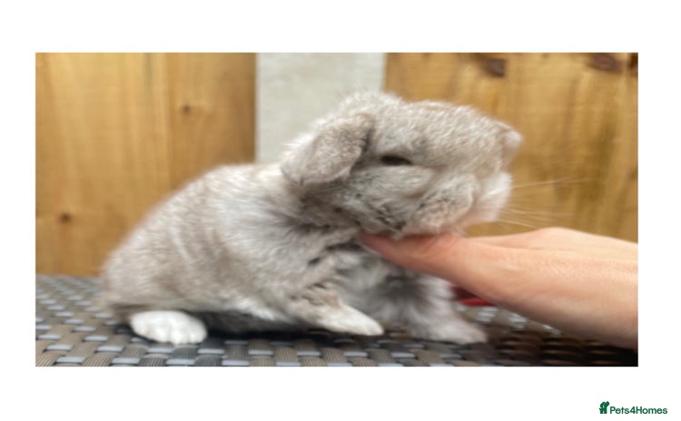 Mini Lop rabbits - Advert 15