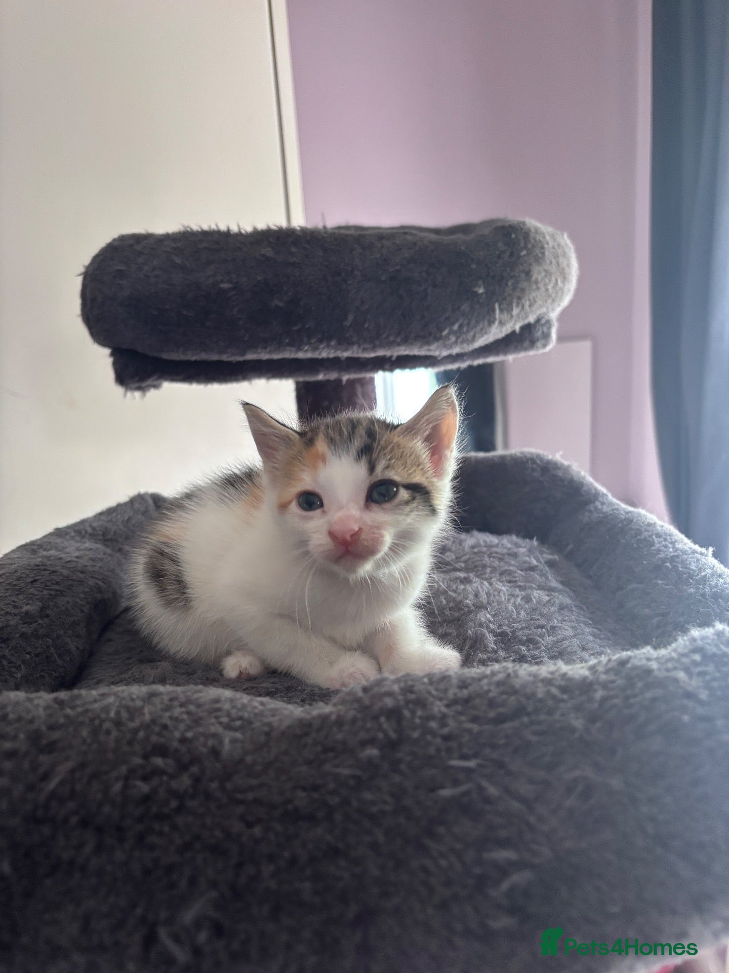 Mixed Breed cats Kittens stunning mainecoonxbengal 2girls left!❤️ - Advert 2