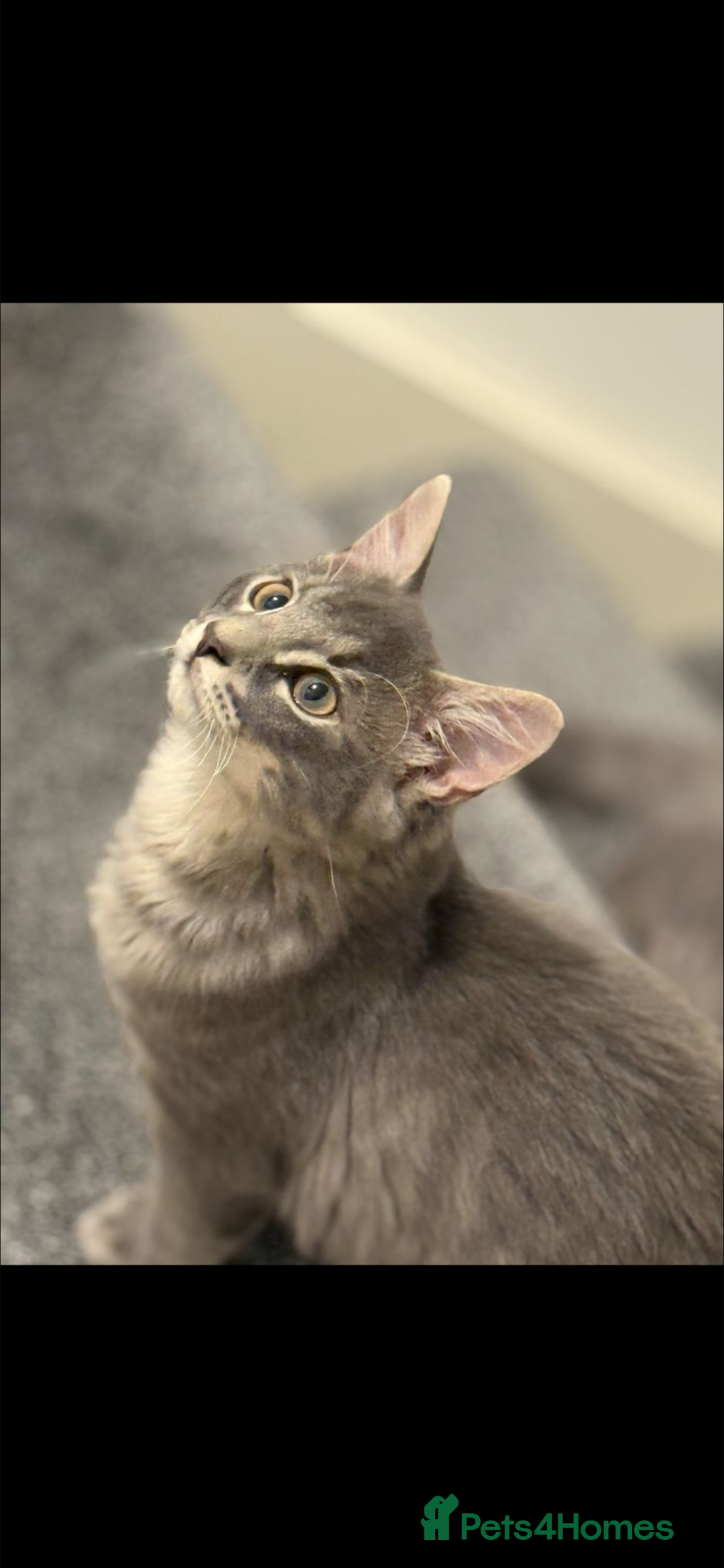 British Longhair cats for sale: A lovely British longhair cat for sale  - Advert 3