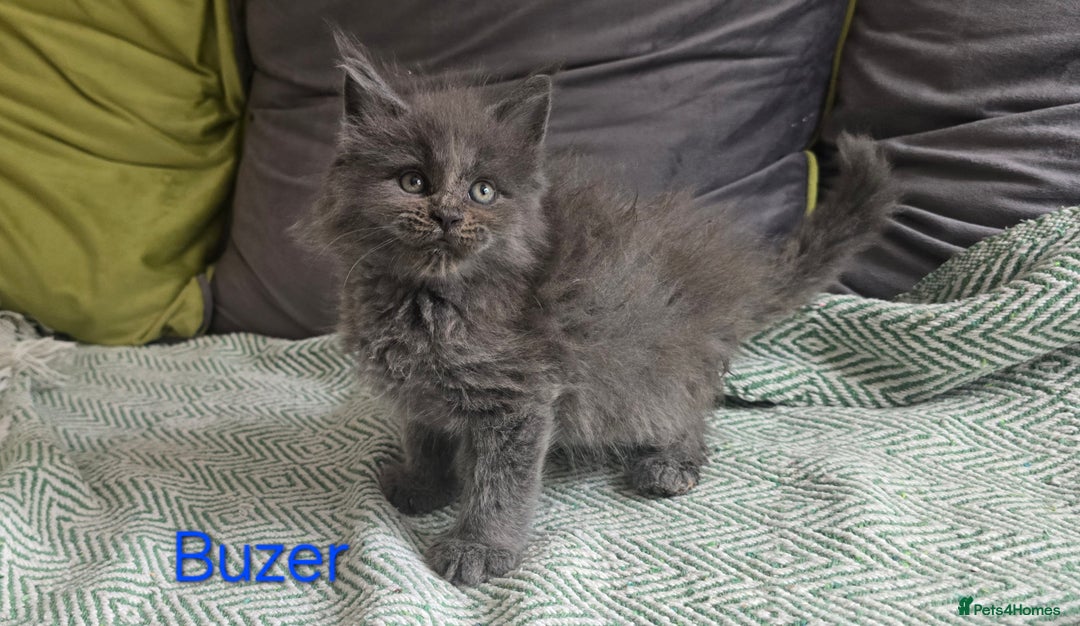 Maine Coon cats for sale: Maine Coon Kittens reservation  - Image 5