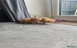 Mixed Breed cats for sale: Beautiful litter of 7 kittens  - Image 3