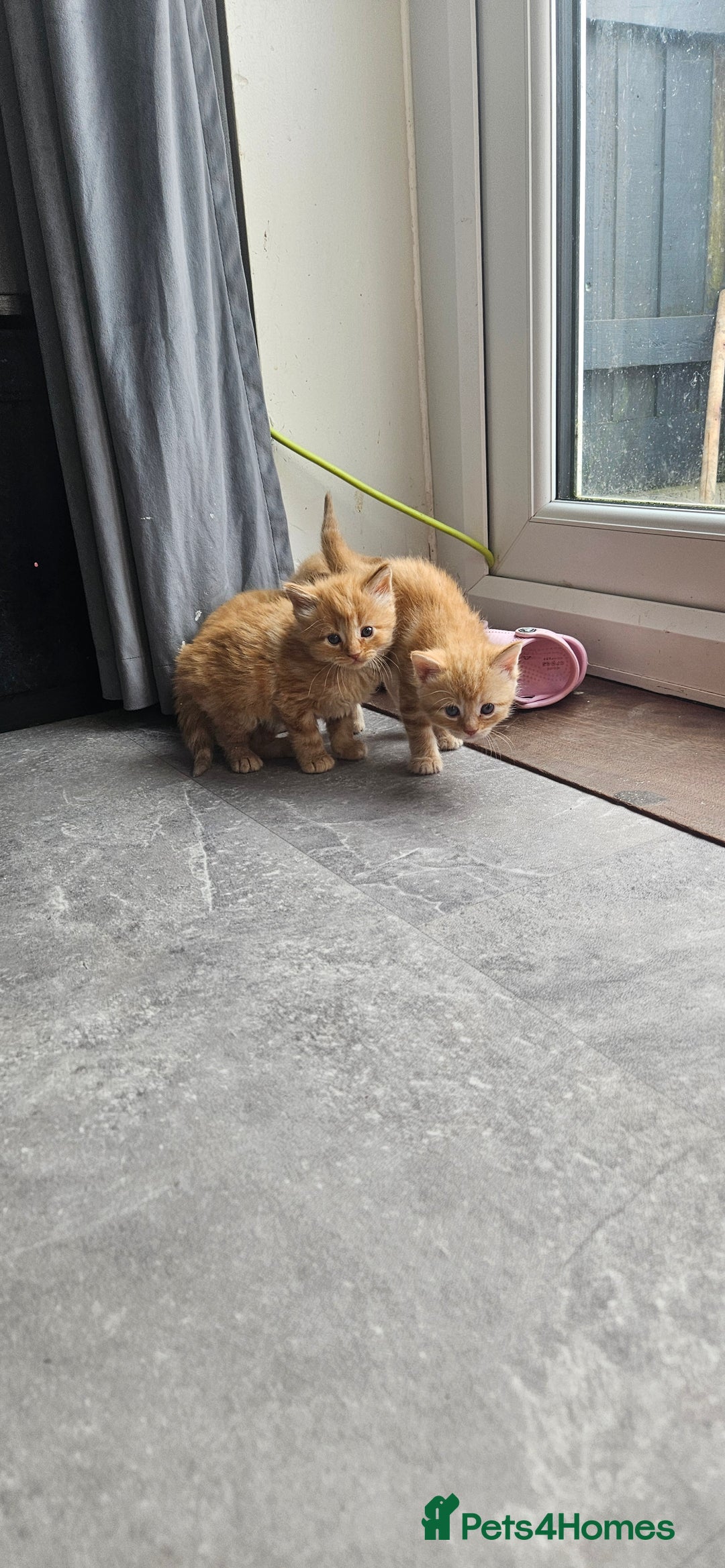 Mixed Breed cats for sale: Beautiful litter of 7 kittens  - Image 3