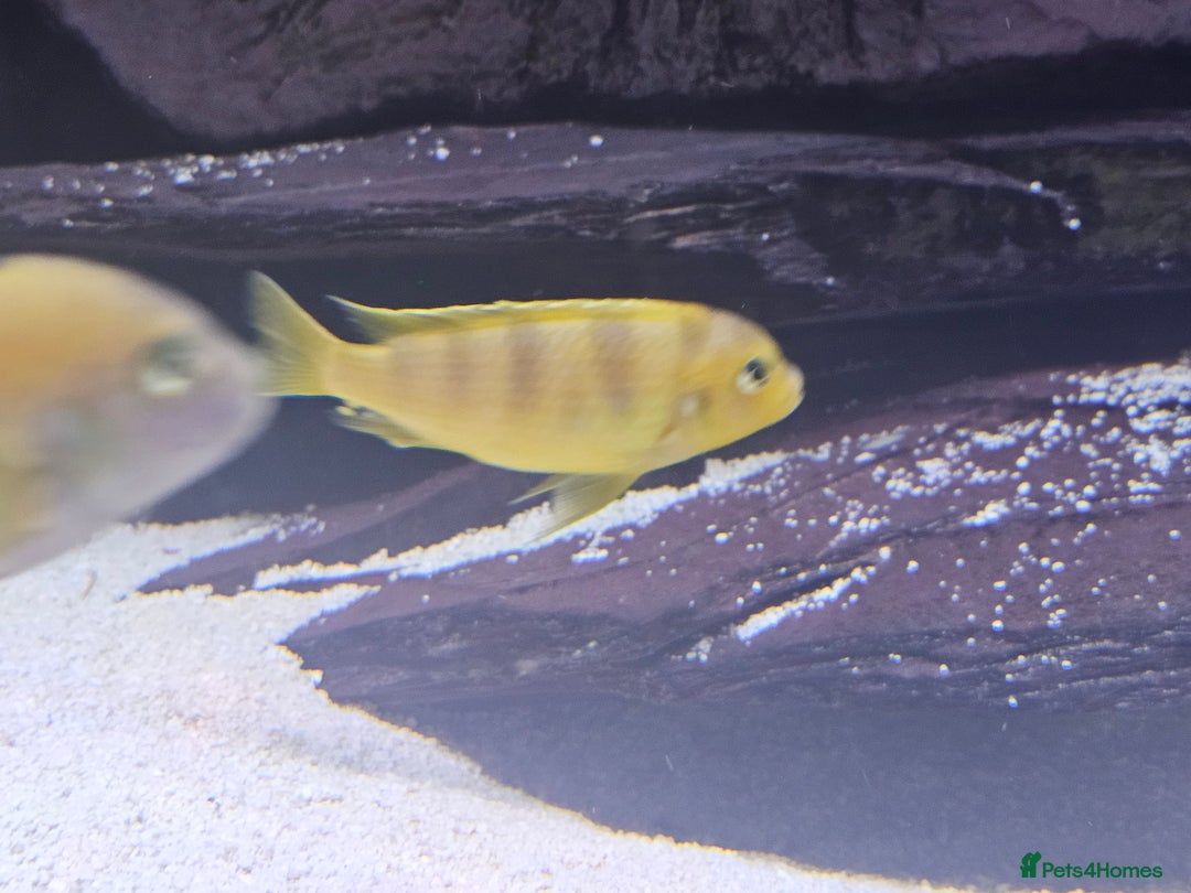 Cichlids fish for sale: African cichlids -  - Image 8