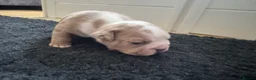 Old Tyme Bulldog dogs for sale: Olde tyme bulldog puppies  in Fareham - Advert 11