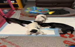 Mixed Breed dogs for sale: Bedlington X pointer  - Advert 3