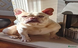 French Bulldog dogs for stud: 5 PANEL HEALTH CLEAR CHARLIE VERY WELL PROVEN! - Image 3
