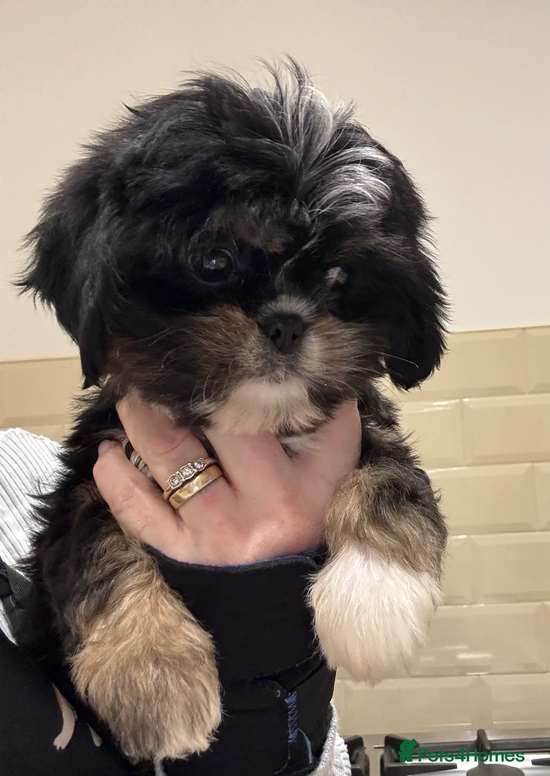 Shih Tzu dogs for sale: PLEASE READ THE DESCRIPTION  - Advert 4