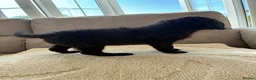 Labradoodle dogs for sale: Merel labradoodle puppies  - Advert 15