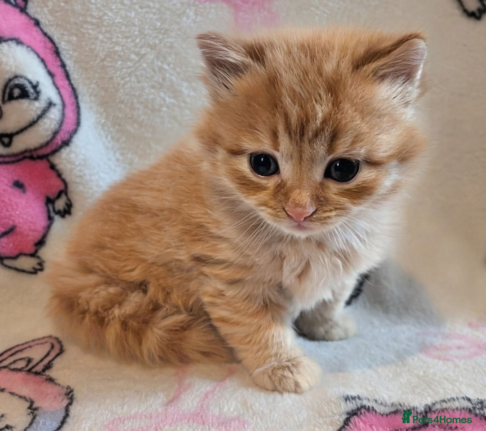 Ragdoll cats Kittens looking for there forever homes  - Advert 9