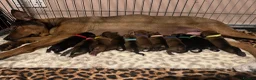 Mixed Breed dogs for sale: 1 PUP LEFT — Staffy X Rottweiler Mix Puppies - Advert 5